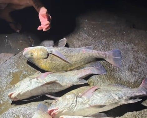 Influenciador é multado em R$ 60 mil por pesca ilegal de espécie ameaçada