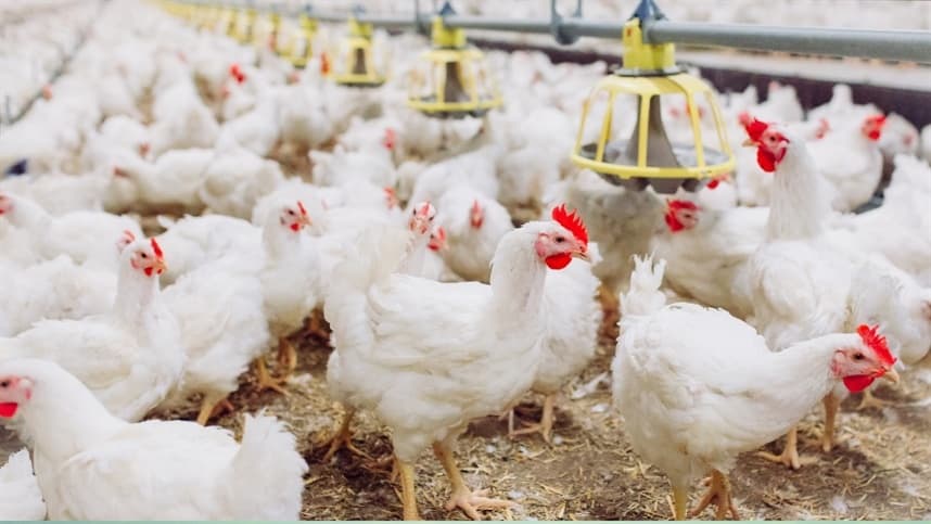 Ranking revela dominância da JBS na indústria de frango no Brasil
