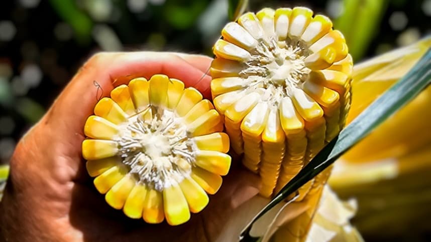 Preços do milho no Brasil se mantêm estáveis apesar da colheita