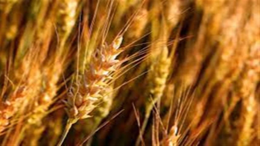 Mercado de trigo no Sul do Brasil enfrenta desafios e alta de preços