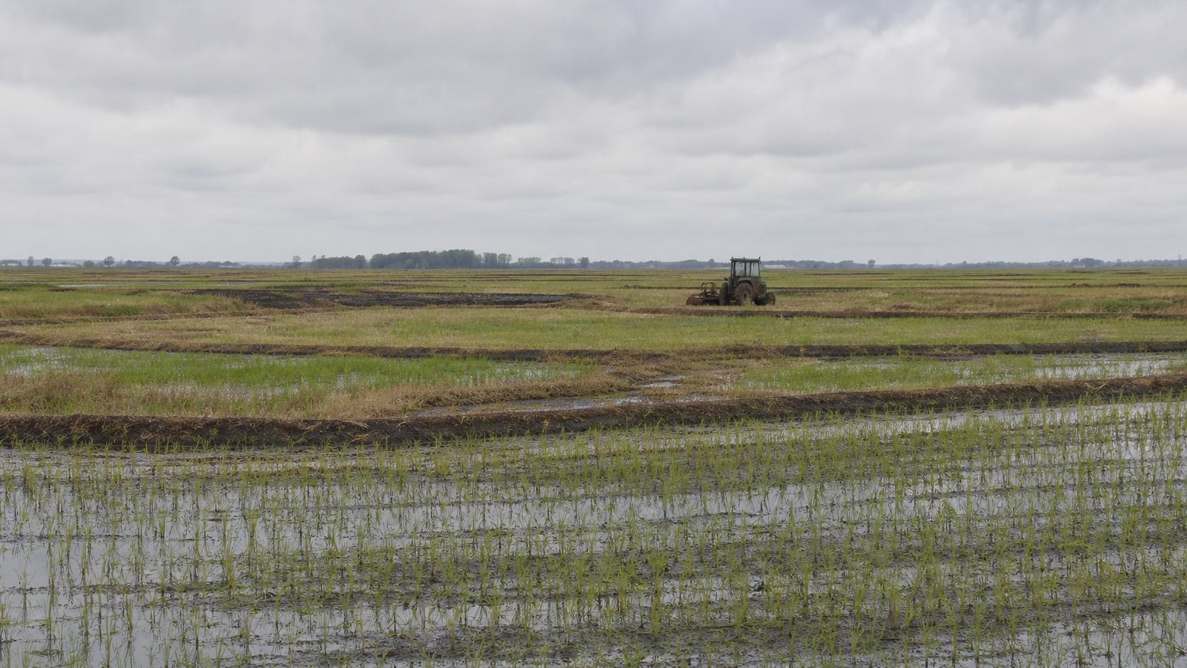 Federarroz pede apoio diferenciado para agricultores gaúchos