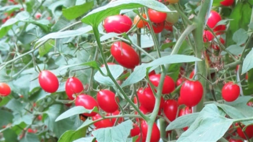 Embrapa apresenta cultivares inovadoras na Feira Brasil na Mesa