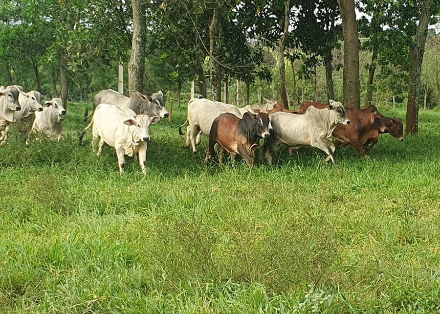 Projeto Rural Sustentável encerra atividades com legado de R$ 150 milhões