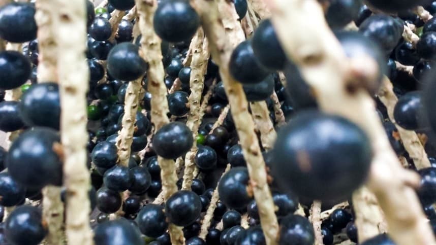 Índia e Singapura favorecem produtos nacionais com novas oportunidades de mercado