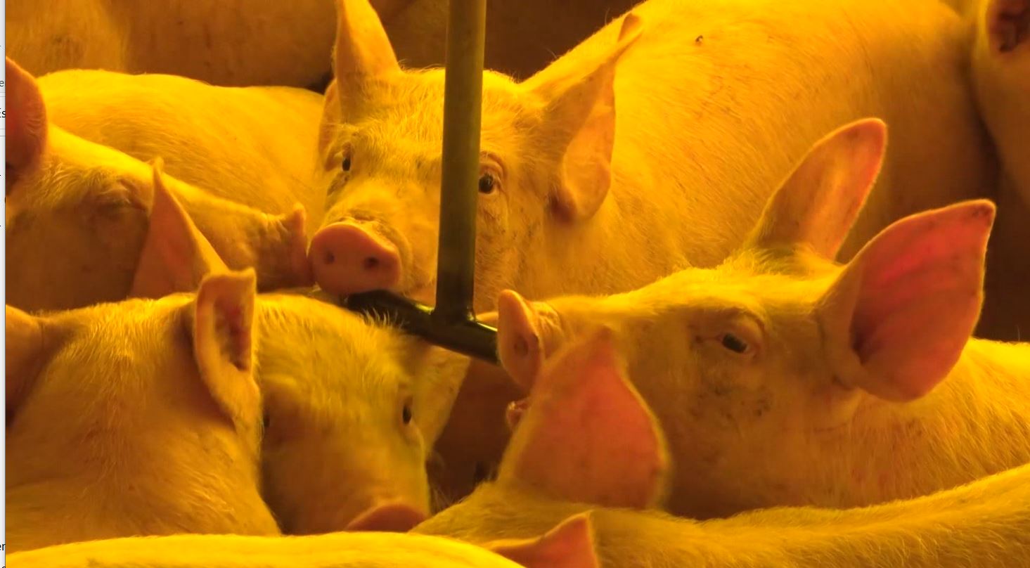 Escassez de ração devido às chuvas no RS ameaça produção de suínos