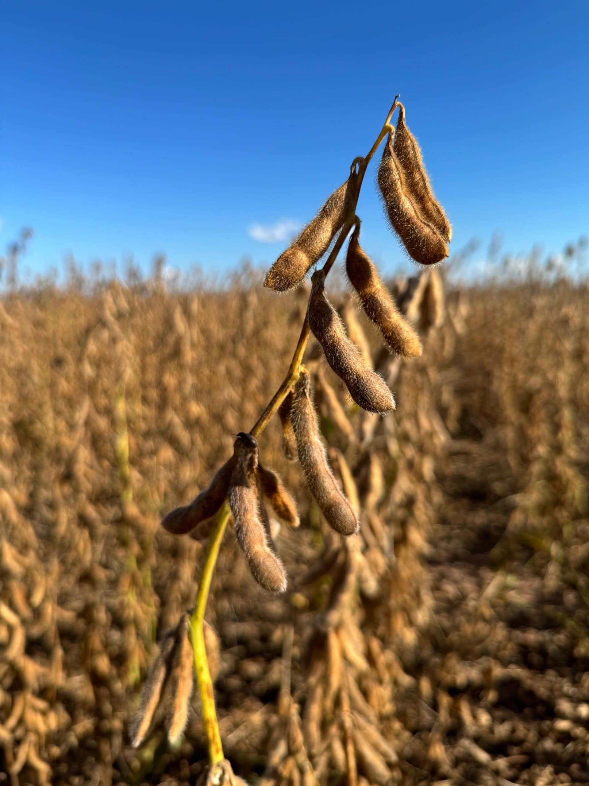 Colheita da soja chega à reta final no Oeste da Bahia