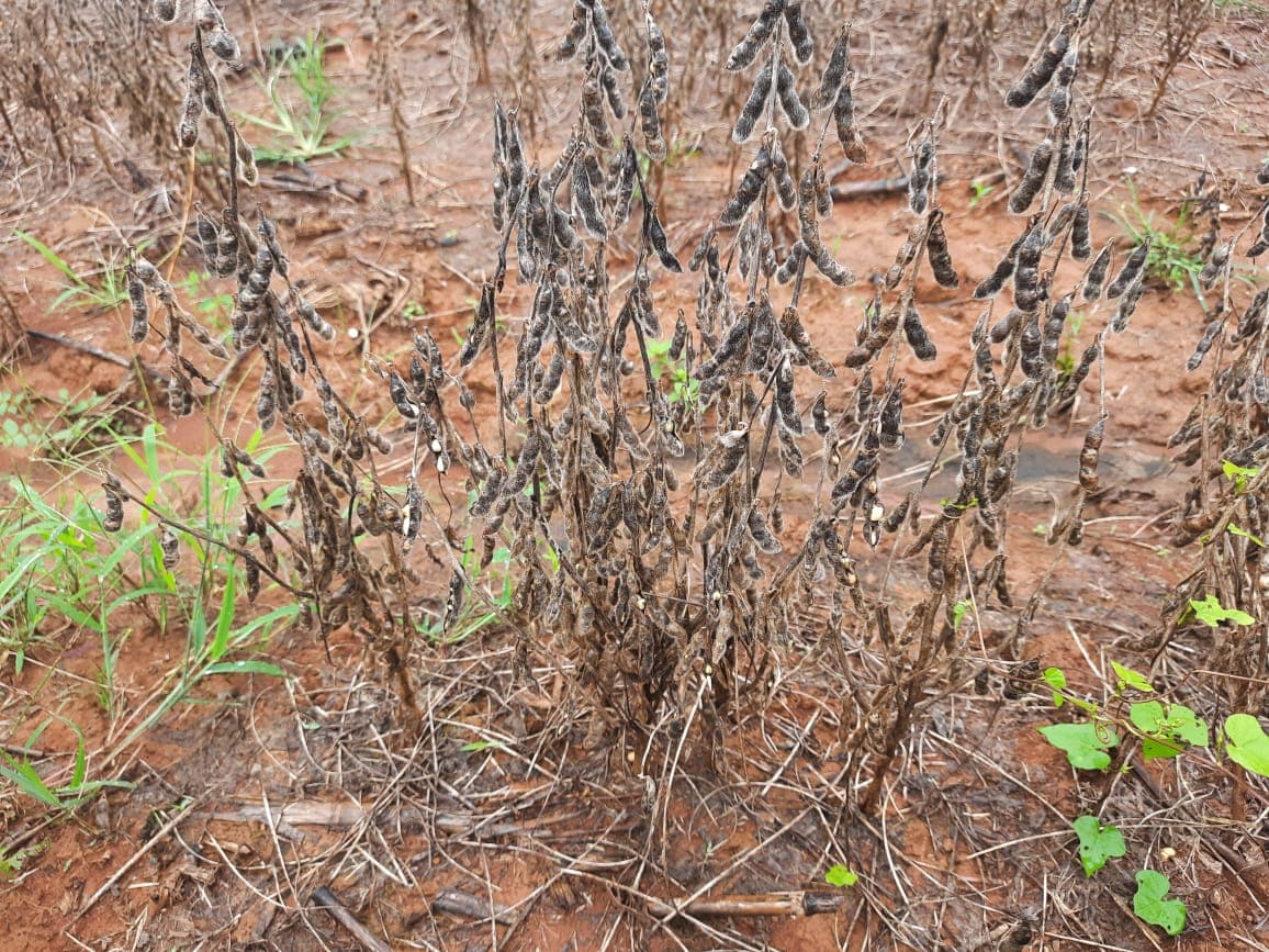 Excesso de umidade prejudica venda de soja de produtores do RS