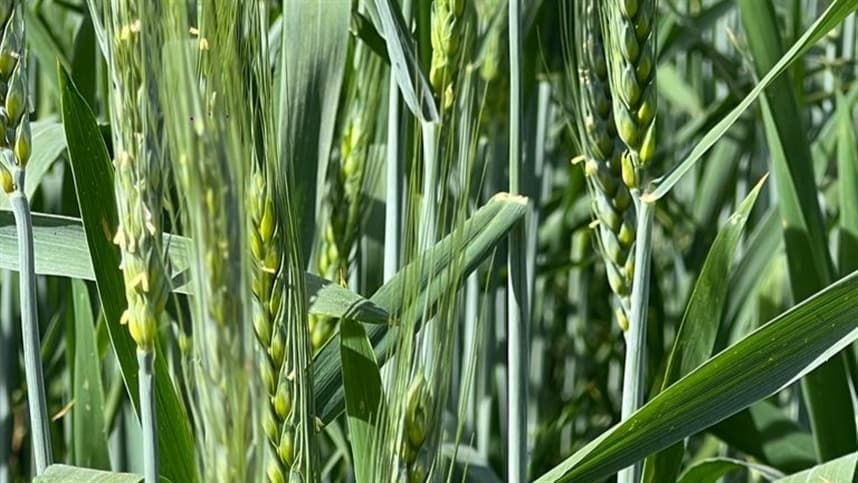 Trigo no Sul do Brasil: preços sobem enquanto oferta é escassa