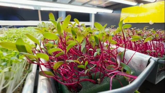 Fazenda vertical em Florianópolis cultiva microverdes nutritivos
