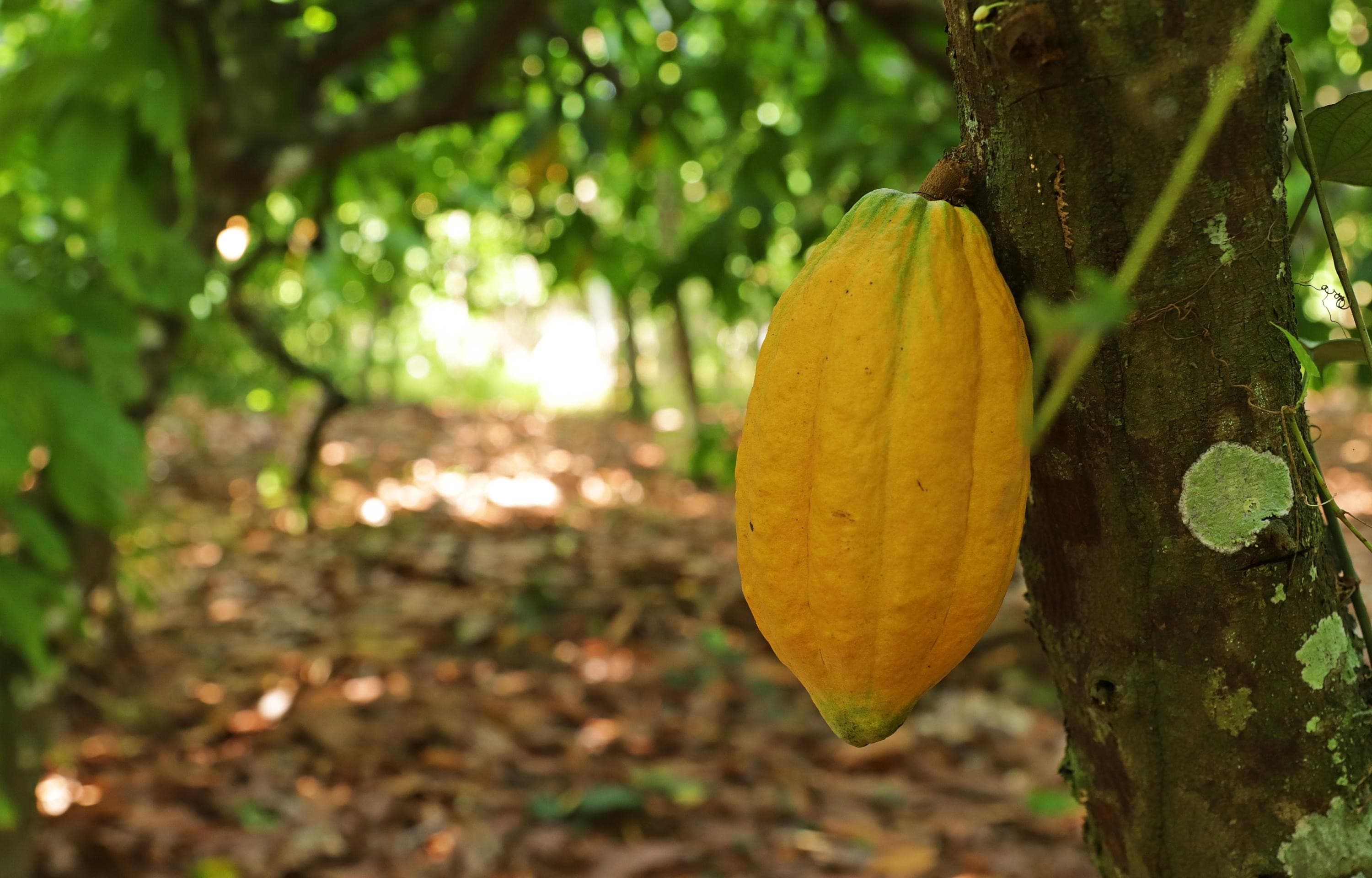 Senar publica folheto sobre produção de cacau