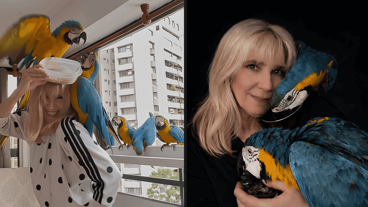 Araras ocupam ruas de Caracas após tráfico ilegal