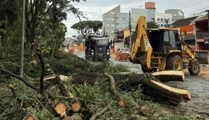 Desmatamento em Curitiba provoca revolta e mobilização social