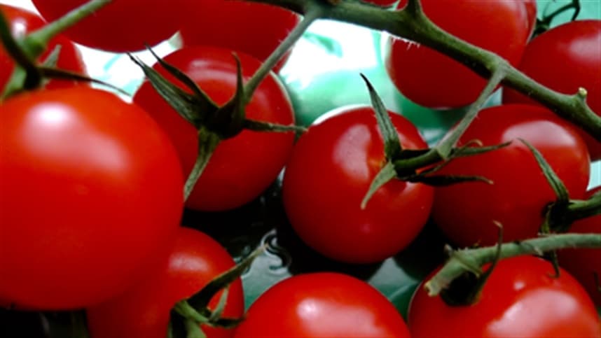 Preços do tomate despencam no atacado, caindo mais da metade em duas semanas
