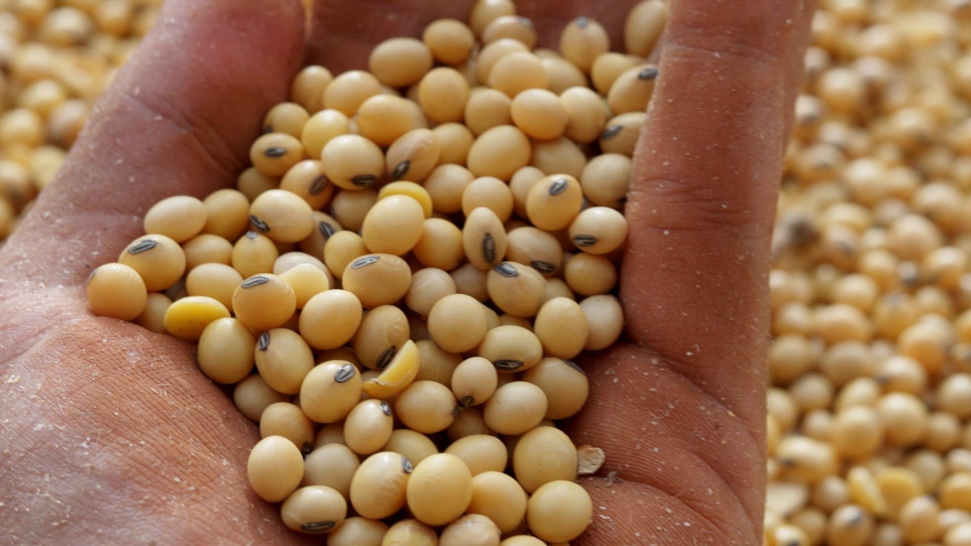 Aumento da demanda chinesa eleva preços da soja em Chicago