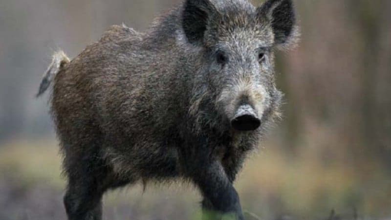 Javalis ameaçam lavouras de soja e milho em Mato Grosso