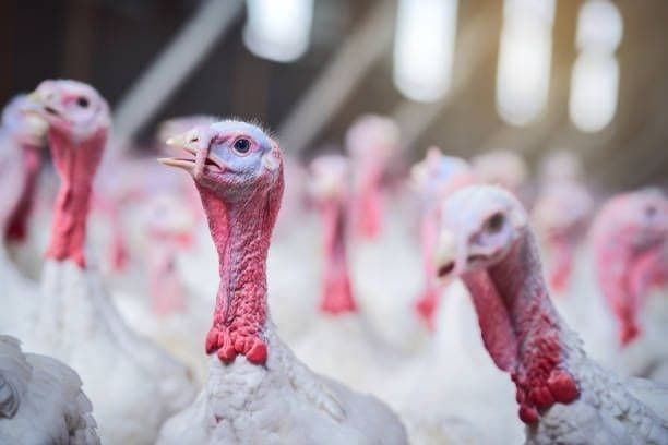 Exportações de carne de frango podem ser suspensas após surto de doença