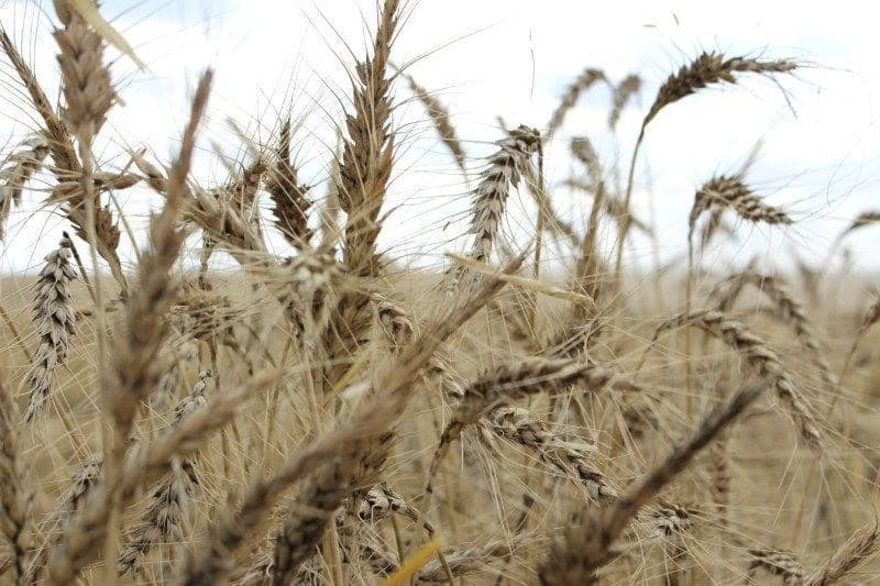 Excesso de chuvas compromete colheita de trigo no Paraná e Rio Grande do Sul