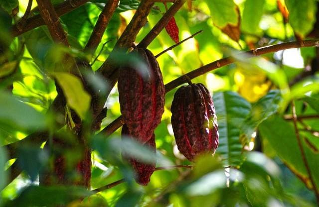 São Paulo investe em tecnologia para aumentar produção de cacau