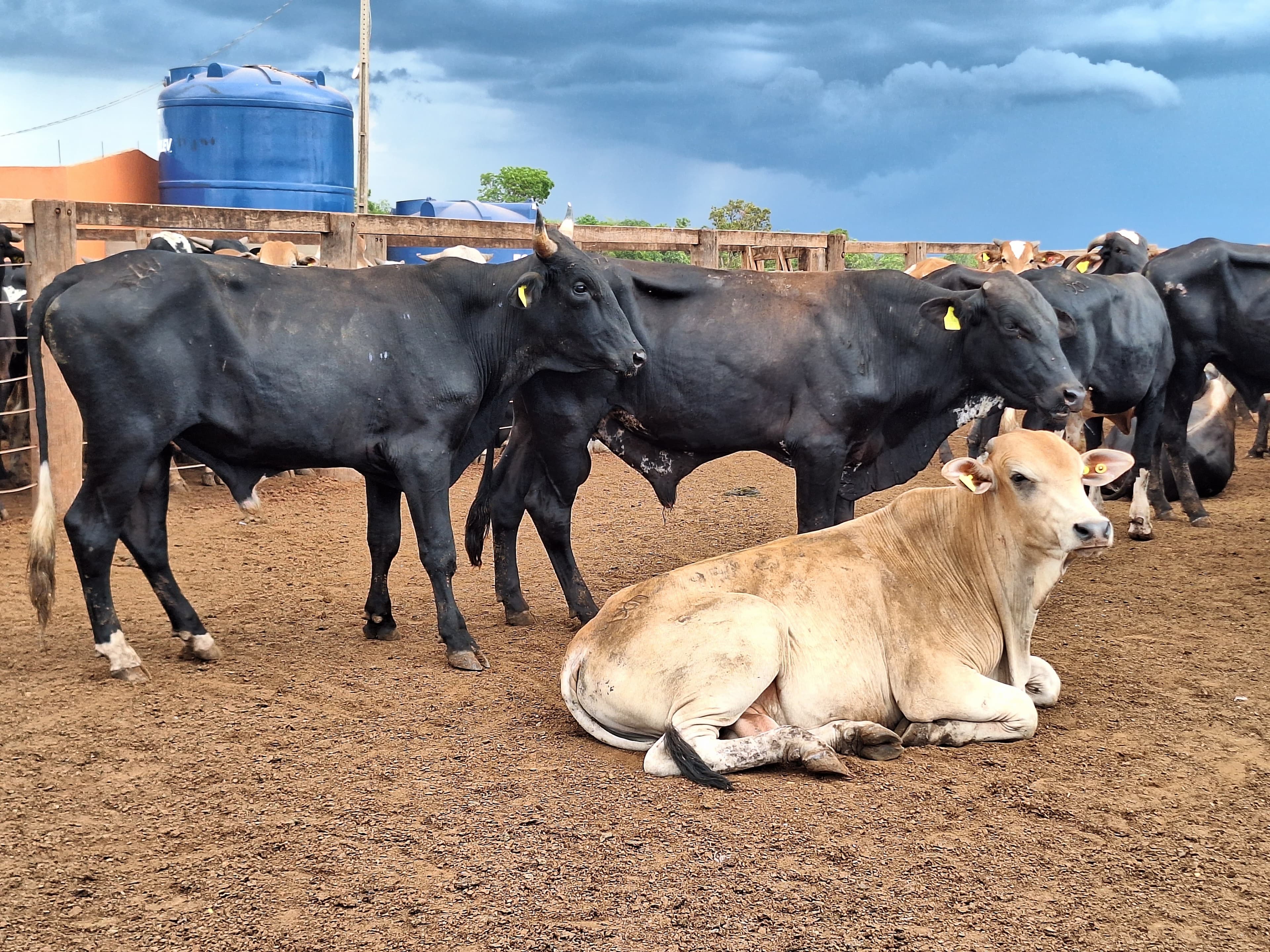 Mercado pecuário registra lentidão antes do feriado