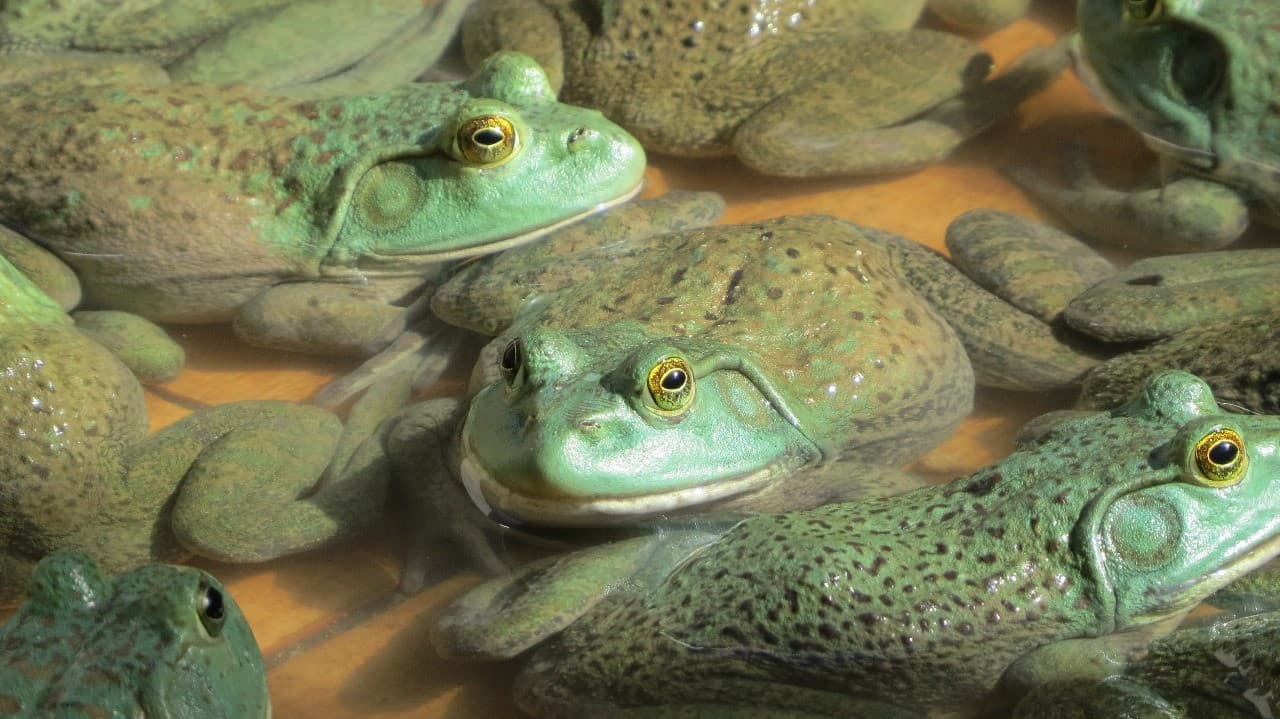 Curitiba se destaca com pratos exóticos de rã no Bar do Dante