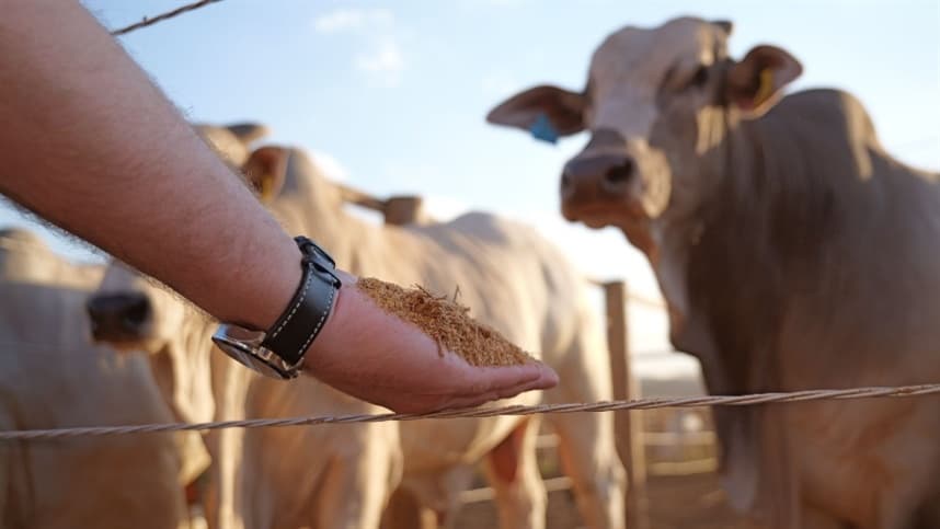 Pesquisa avalia DDGS de sorgo em bovinos de corte no Brasil