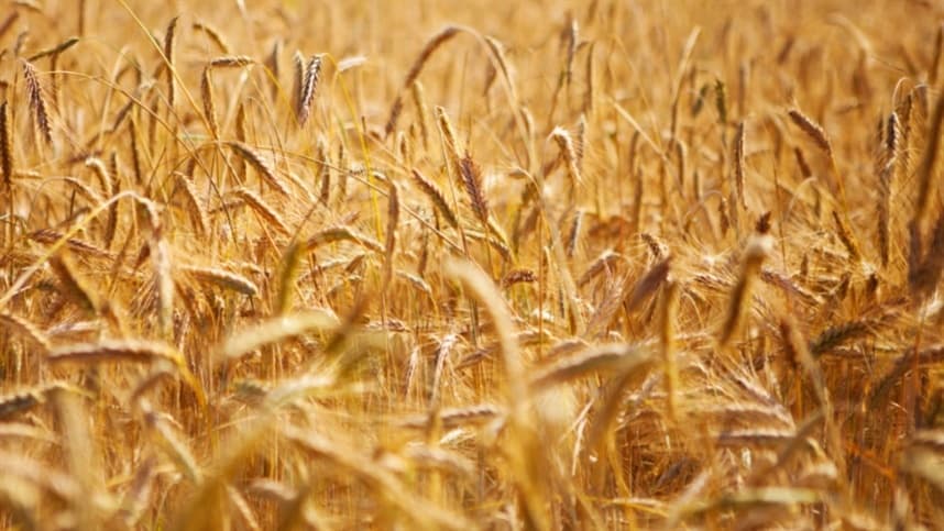 Futuros de trigo nos EUA têm leve queda