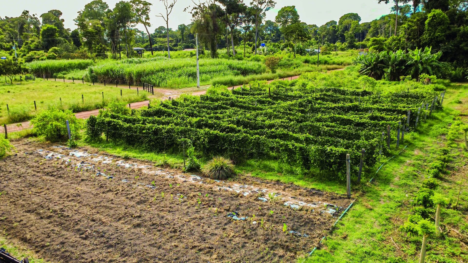 Governo Lula lança MP para renegociação de dívidas da agricultura familiar