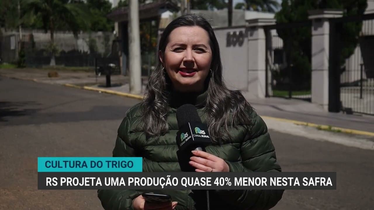 Clima desfavorável causa perdas significativas na cultura do trigo no RS
