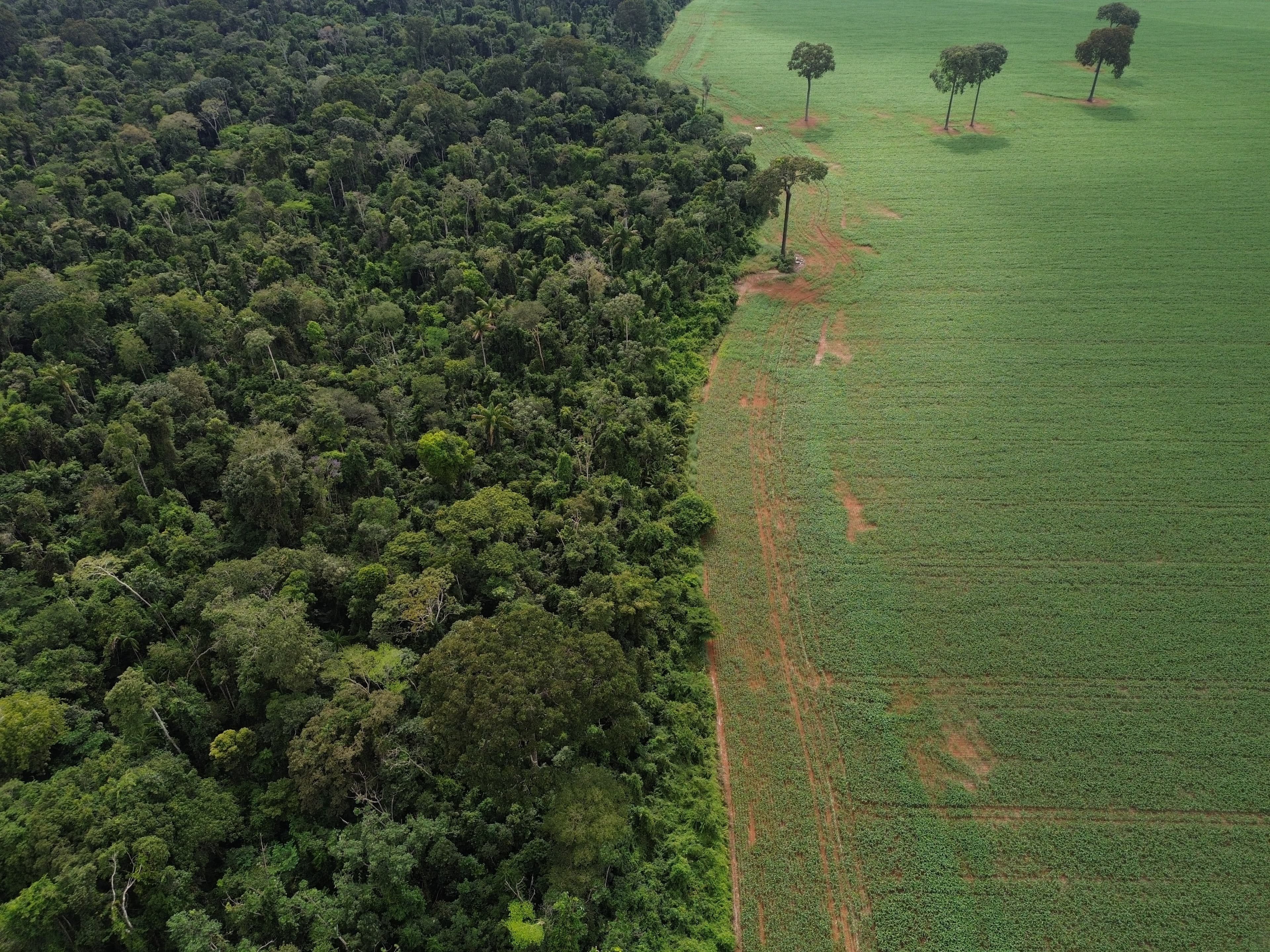 Crédito rural atinge R$ 92,4 bilhões em áreas com desmatamento