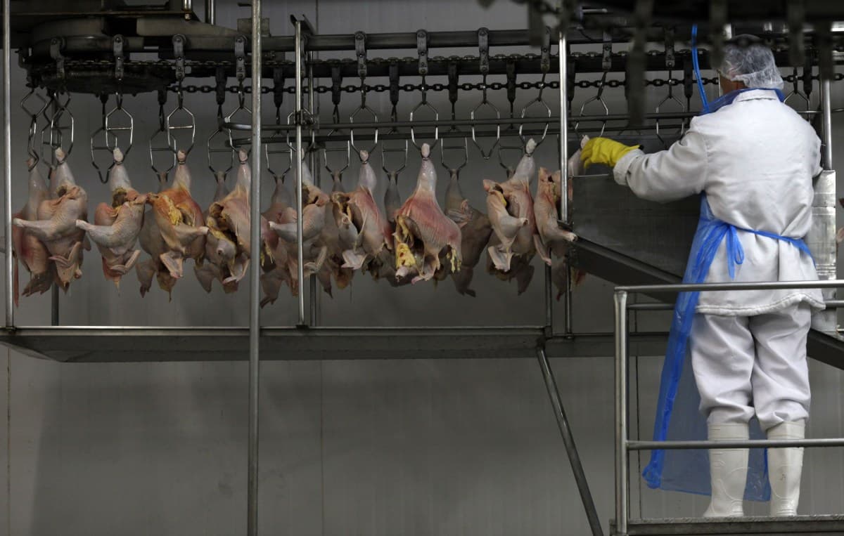 Exportações de carne de frango do Brasil atingem 500,3 mil toneladas em setembro