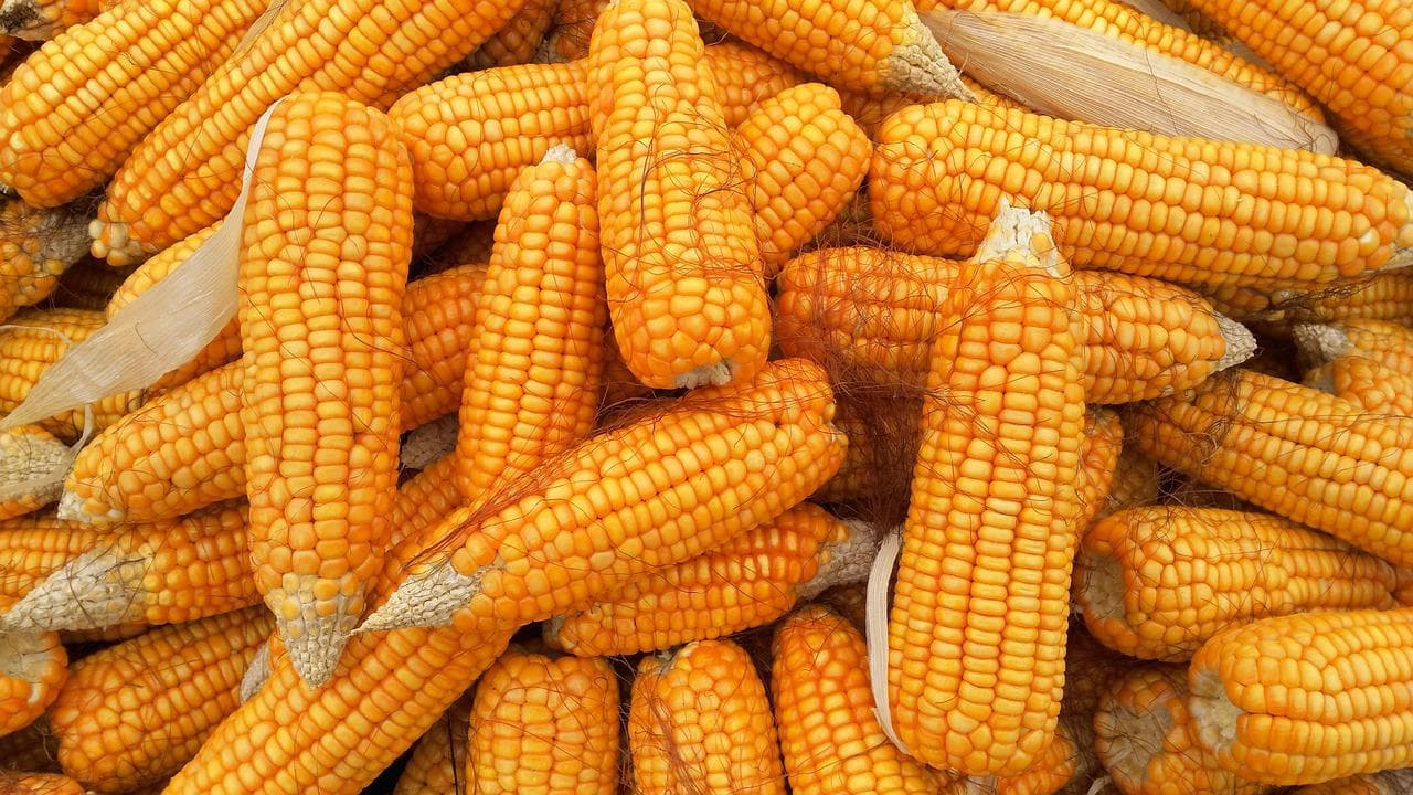 Milho nos EUA: Pro Farmer projeta queda que pode afetar o Brasil
