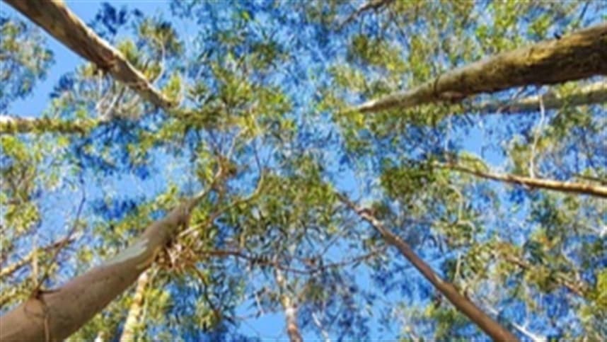 Manejo do Solo Aumenta Produtividade em Florestas de Eucalipto