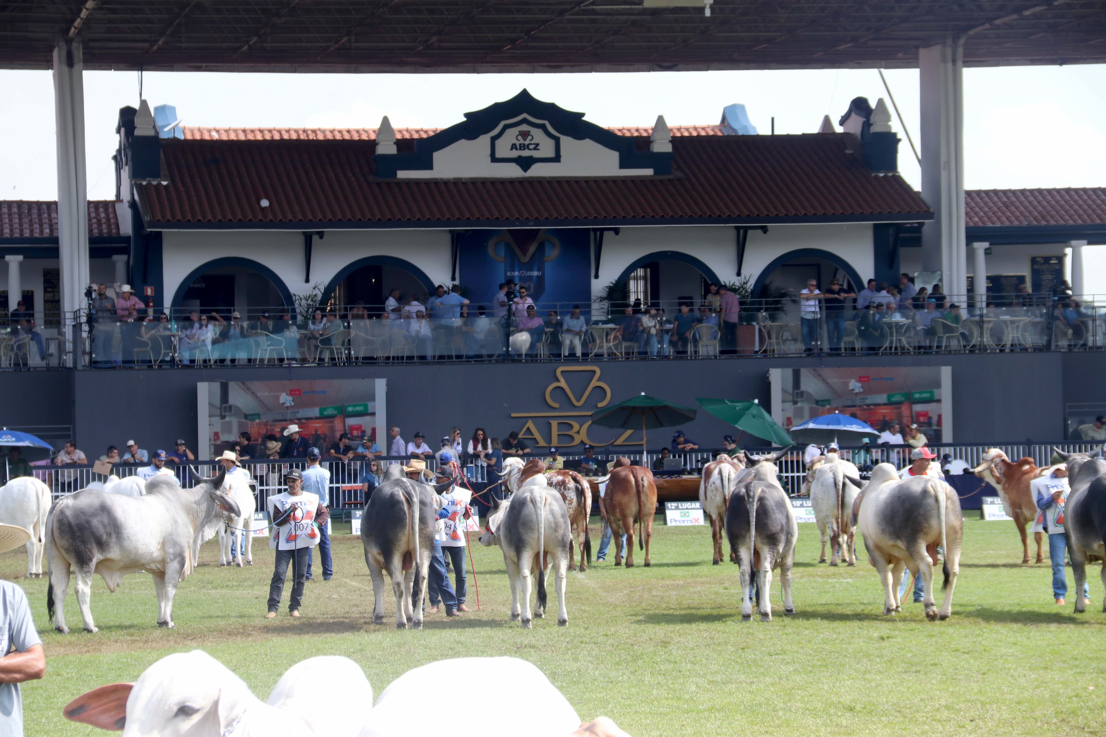 ExpoZebu 2026 inicia em Uberaba com 2.515 animais inscritos