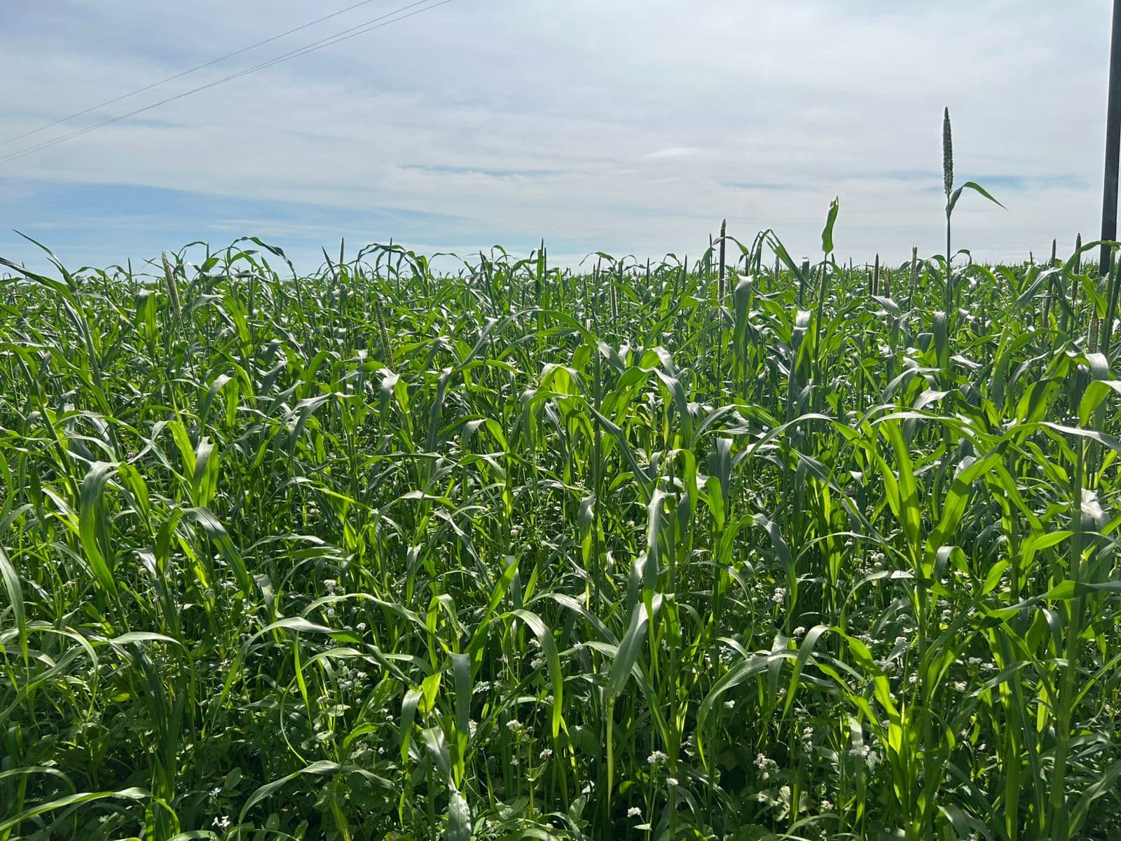 Embrapa promove evento de manejo sustentável em Paraíso do Tocantins