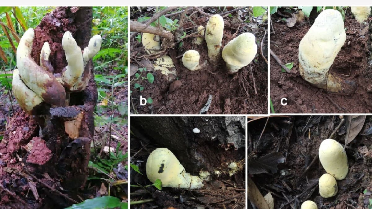 Estudo revela fungo gigante surgido após extinção dos dinossauros