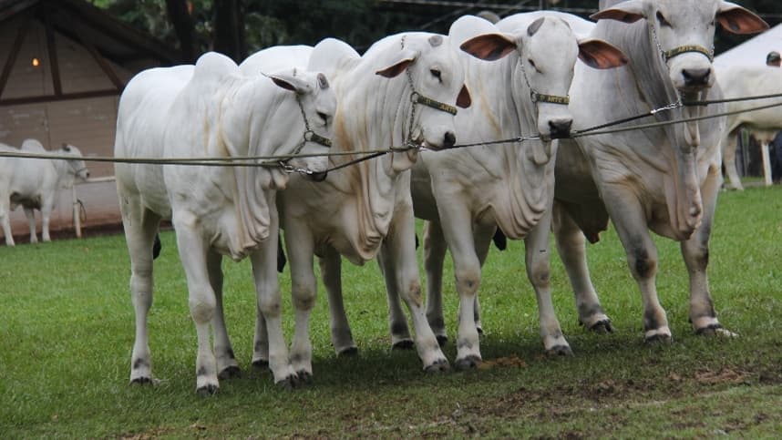 Recuperação dos preços do boi gordo em Mato Grosso em julho