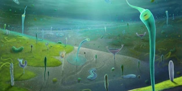 Vida animal se diversificou nos mares primordiais antes do esperado