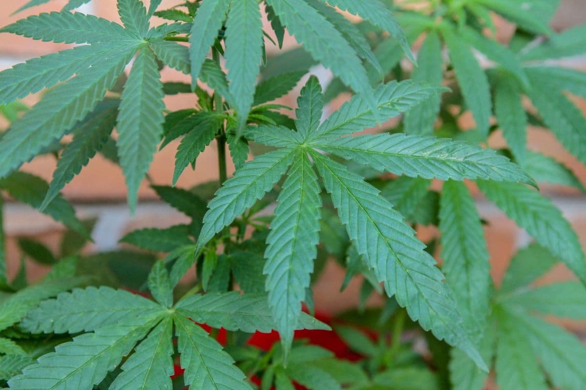 Maconha medicinal ganha nova classificação e impulsiona pesquisa