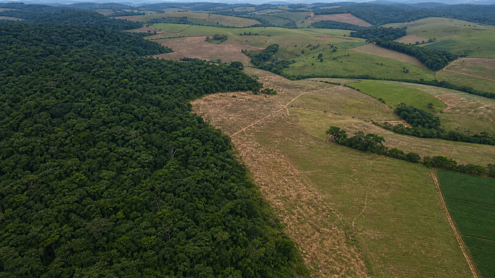 BNDES aprova R$ 87,2 milhões para restauração da Mata Atlântica
