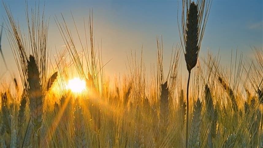 Mercados agrícolas recuperam-se ligeiramente com novas oscilações