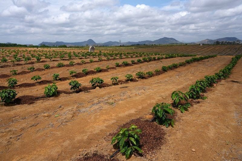 Exportação de café verde do Brasil atinge 235,8 mil toneladas em setembro