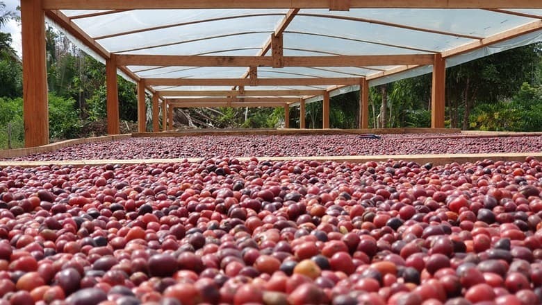 ONU capacita 600 agricultores em Rondônia com foco em mulheres
