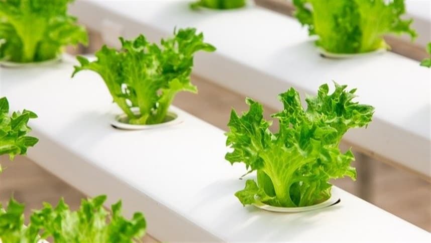 Produção de frutas e hortaliças retoma crescimento em 2023