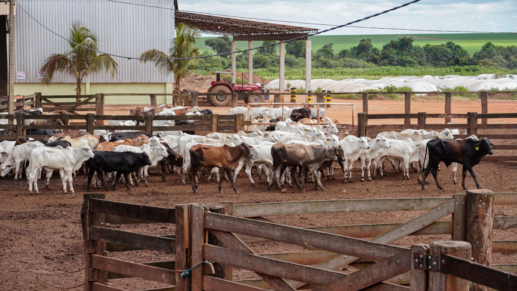 Boi gordo apresenta preços estáveis, com altas em algumas regiões