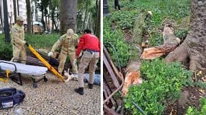 Galho de árvore causa ferimentos em Curitiba