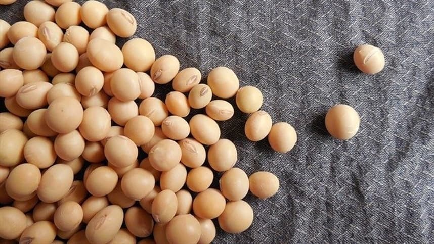 Produção de soja dos EUA aumenta para 4,5 bilhões de bushels