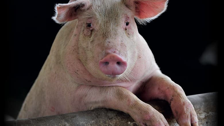 Universidade Médica de Guangxi realiza transplante pioneiro de órgãos de porco