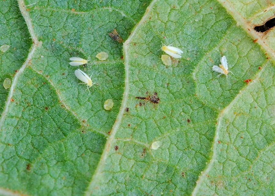 Soja pode ser ameaçada pela mosca-branca na safra 2026/27