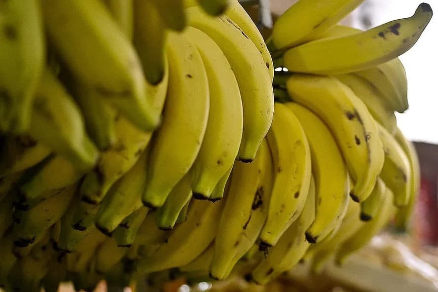 Dicas para conservar banana e evitar amadurecimento rápido