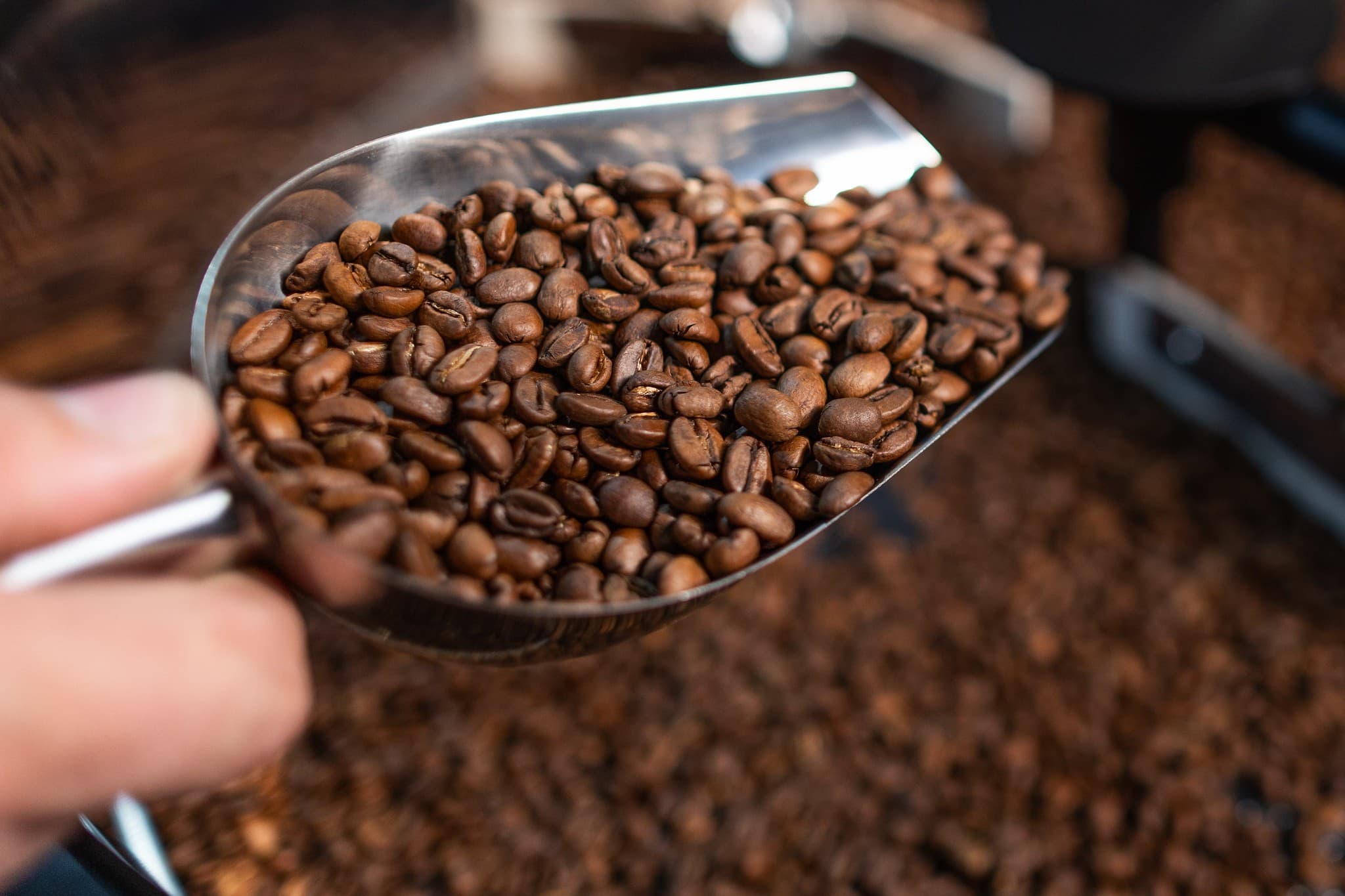 Cotações agrícolas: café inicia semana em queda, enquanto cacau e açúcar sobem